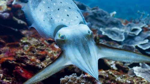Blue Planet II 1. Sezon 3. Bölüm – Mercan Resifleri