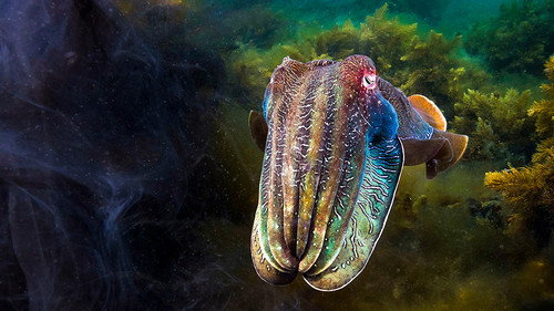 Blue Planet II 1. Sezon 5. Bölüm – Yeşil Denizler