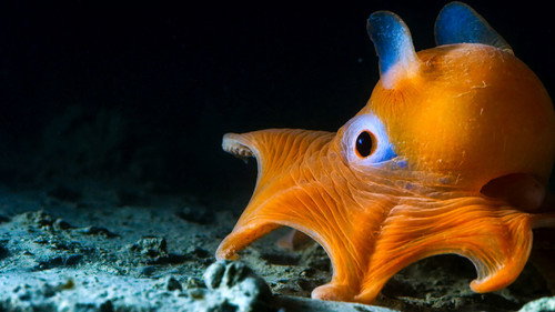 Blue Planet II 1. Sezon 2. Bölüm – Derinlikler